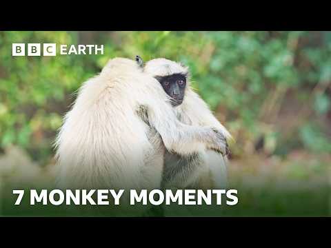 7 Remarkable Monkey Moments | BBC Earth