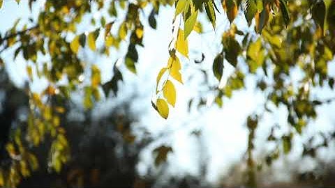 INTRO NATURE CINEMATIC VIDEO CLIPS FOR VIDEO EDITOR