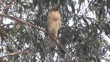 Mockingbird attacks hawk