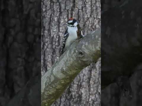 Beautiful Fledgling Downy Woodpecker Gazes at Dad with Hungry Eyes!