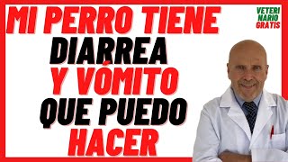 My dog has Diarrhea and Vomiting. What can I do? 🔴What can I give you? 🔴What medicine do I give him? screenshot 5