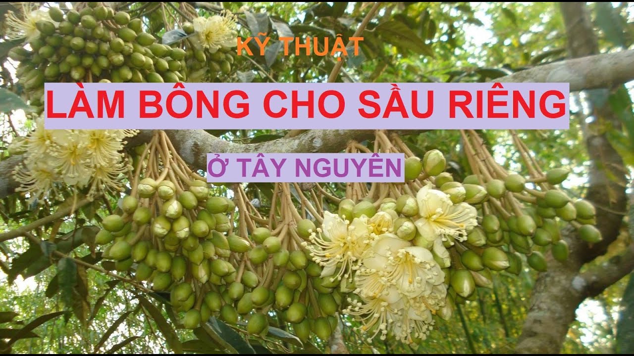Kỹ thuật làm bông cho sầu riêng ở Tây Nguyên | Nông sản Tây Nguyên