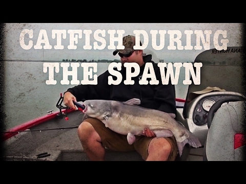 fishing catfish spawn 0 catfish 1 gar 1 gator from YouTube · Duration: 10 minutes 43 seconds · 126 views · uploaded on 5/29/2017 · uploaded by big c catfishing fishing catfish spawn 0 catfish 1 gar 1 gator from YouTube · Duration: 10 minutes 43 seconds · 126 views · uploaded on 5/29/2017 · uploaded by big c catfishing