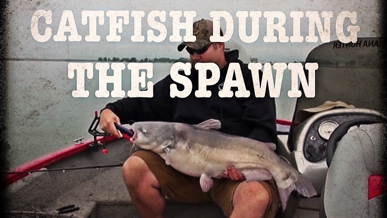 Catfishing during the spawn YouTube