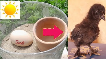 how to hatch eggs at home without incubator // amazing eggs hatching without incubator
