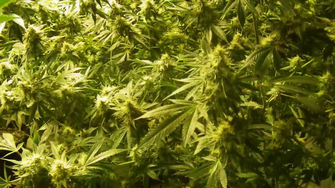 garden #2 ~ganj solo.. CA2AK genetics test/phenohunt garden