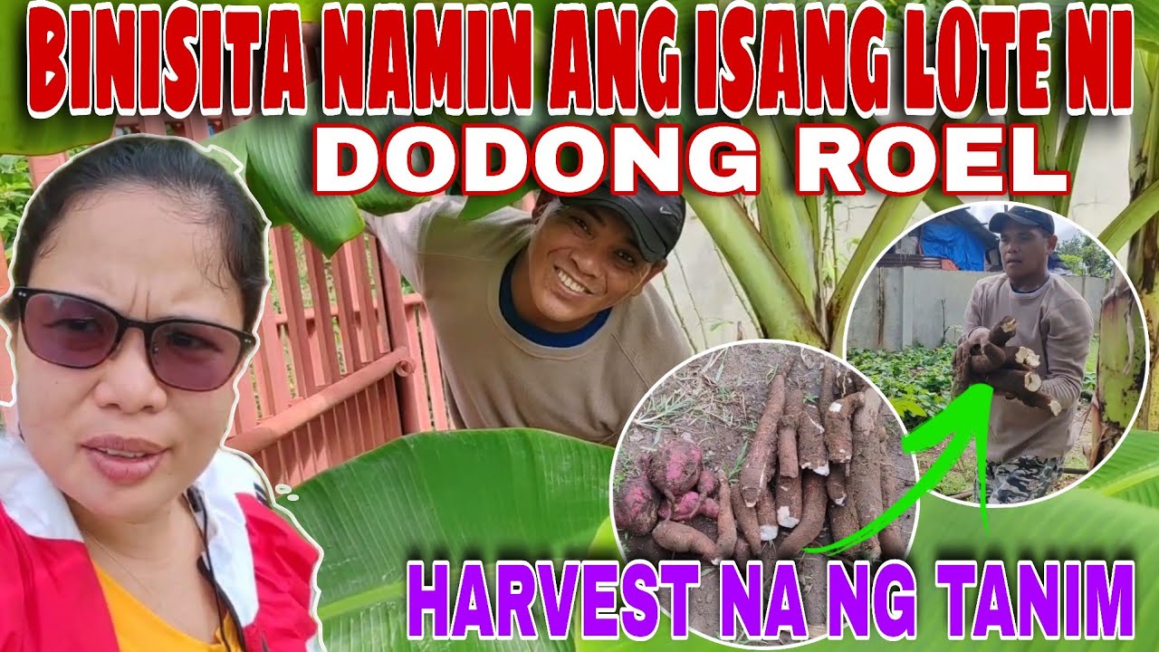 ⛔BINISITA NAMIN ANG ISANG LOTE NI DODONG ROEL ‼️ANG DAMI NA PWEDE MA HARVEST 