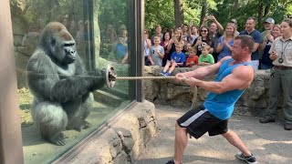 Gorilla vs Bodybuilder: Zoo Tug War Challenge You Can’t Miss! 🦍💪