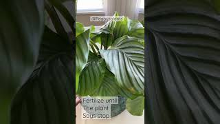 Growing Tip When To Stop Fertilizing House Plants Indoor Plant Care Tip