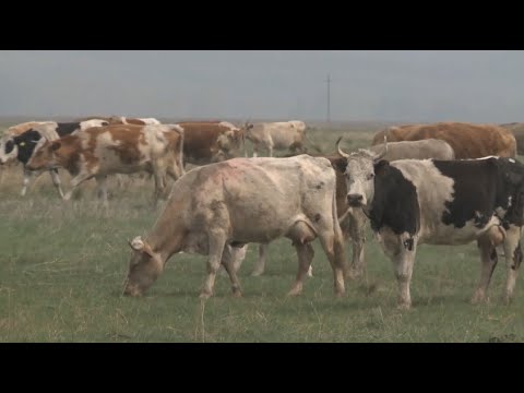 Бейне: Шошқа кешені Усольский, Иркутск облысы. Ауыл шаруашылығы кәсіпорындары