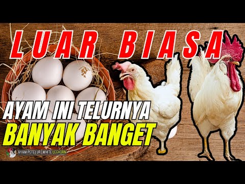 Ternak Ayam Putih Kampung
