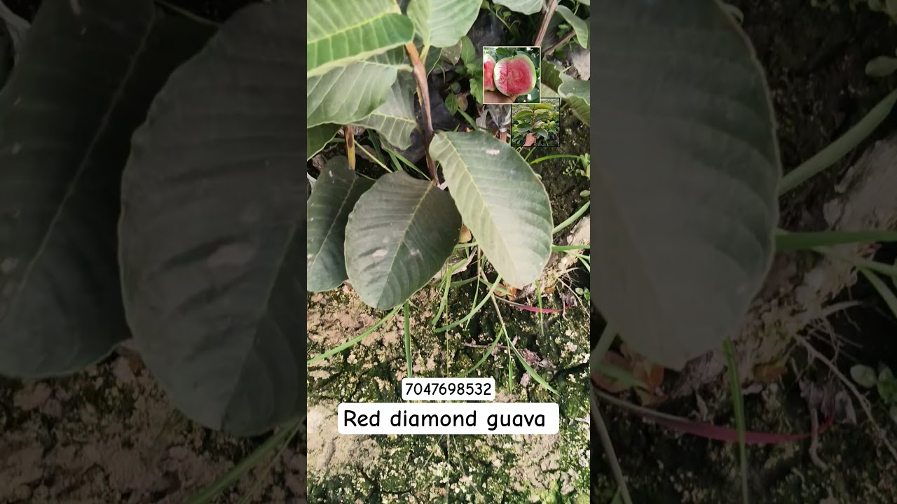 red diamond guava plant available on Mallick Nursery contact us -7047698532 📌🍷