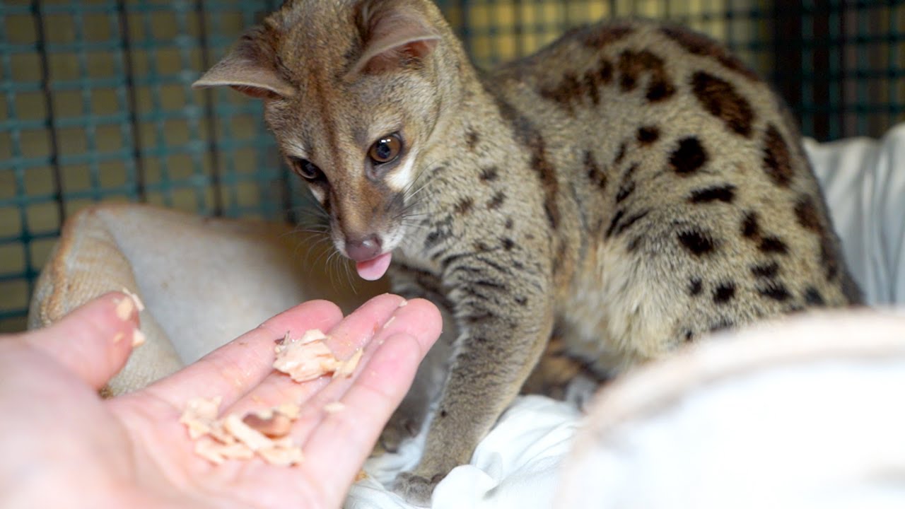 アカブチジェネットに高級食材フォアグラを食べさせてみた Youtube