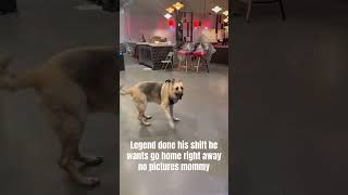 Legend ready to go home, yelling daddy hurry up “Go Home”#legendfamily2525#germanshepherd