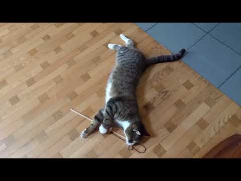 Katė ir žaislas/Кошка и игрушка😸