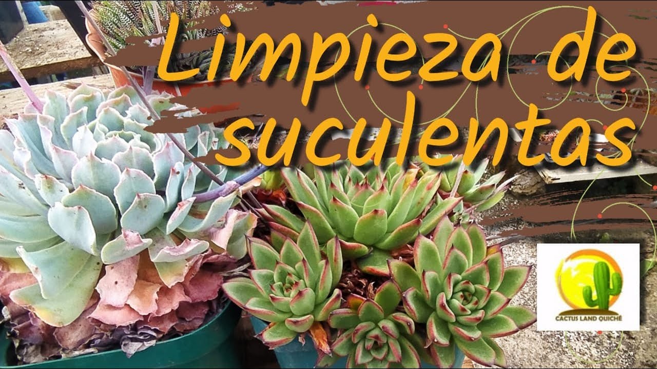 Limpieza y mantenimiento de SUCULENTAS // CACTUS LAND QUICHÉ #plantas #suculentas  #cultivo