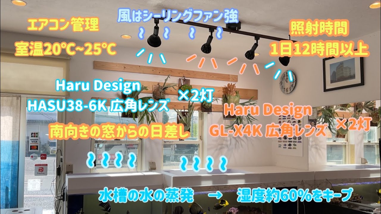 2026/1/26~2/23ビカクシダ成長記録Day1~Day28