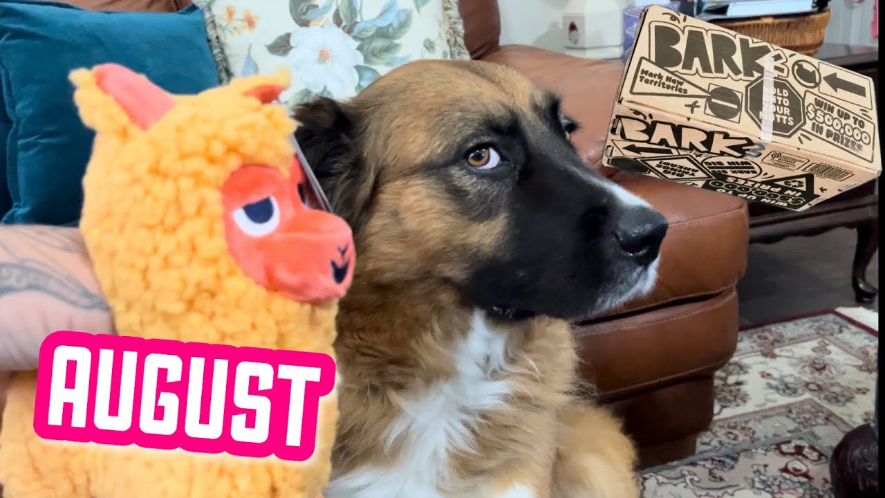 BarkBox “Walkies In The Andes” August Unboxing!!! - YouTube
