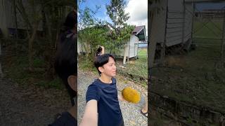 Berjaya Kami Dapat Buah Tarap Dari Rumah Si Ankol viral enjoy fyp fypage villagelife fun