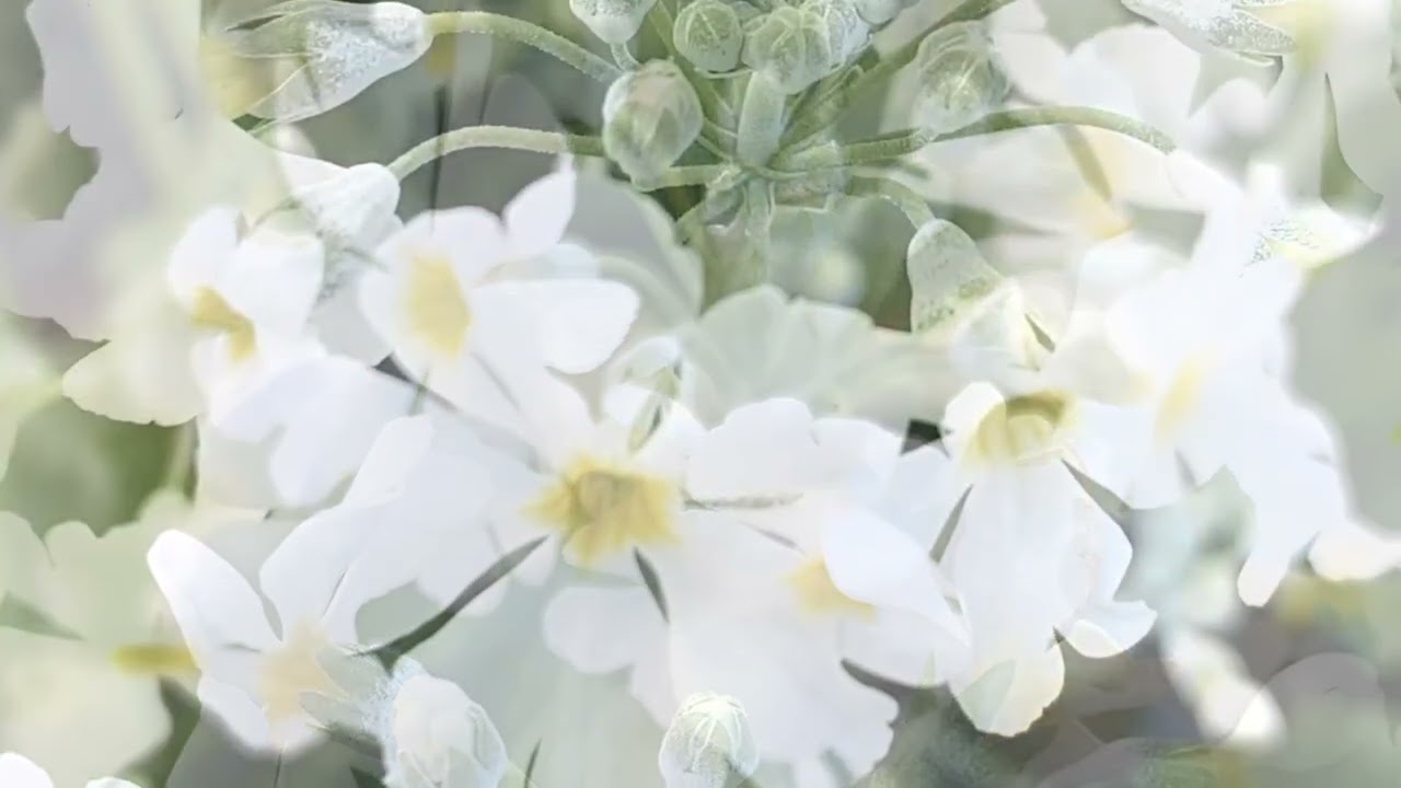 プリムラの花言葉 青春のはじまりと悲しみ 青春の恋 癒しの花と音楽 Youtube