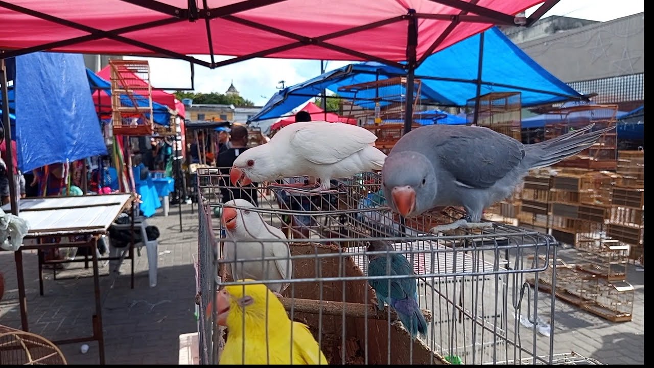 ( PARTE 2 )PÁSSAROS EXÓTICOS E ACESSÓRIOS NO ATACADO E VAREJO, FEIRA DO CORDEIRO, RECIFE - PE.