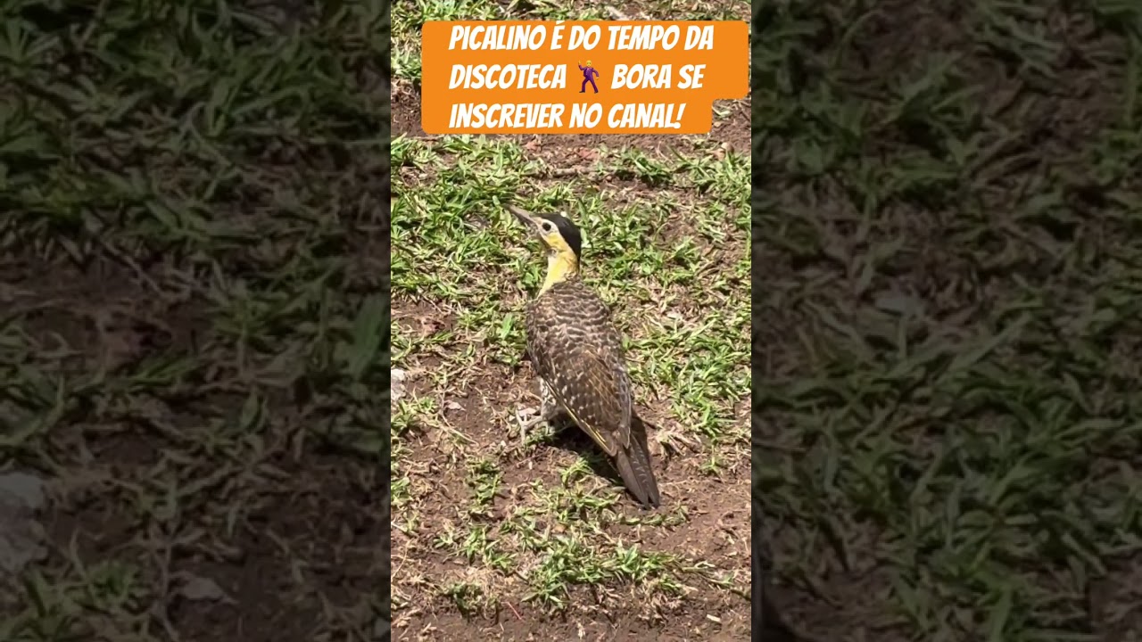 Picalino é do tempo da discoteca 🕺 bora se inscrever no canal! 