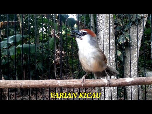 BURUNG KASO KASO GACOR MEMANGGIL LAWAN.COCOK SEKALI UNTUK PANCING BUNYI class=