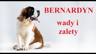 BERNARDYN - Wady i Zalety