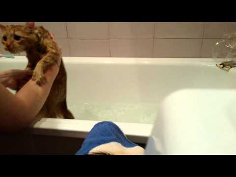 Как помыть кота-психа