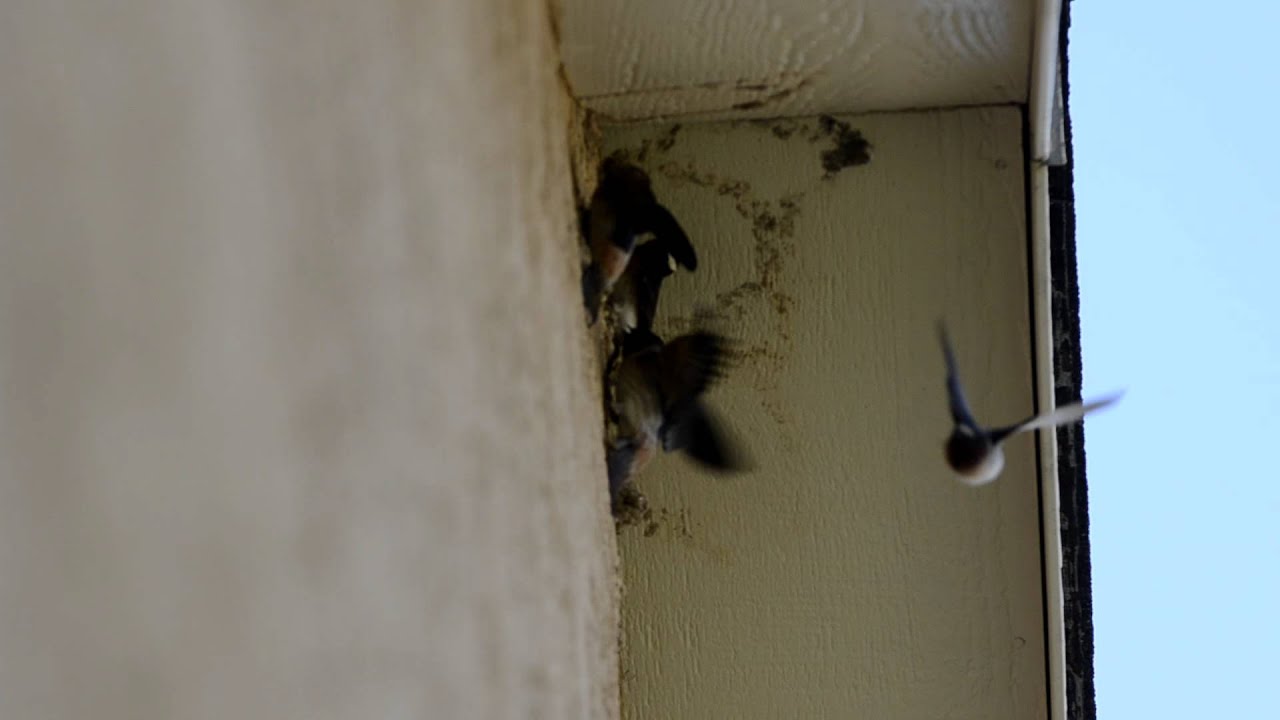Cliff Swallows Scoping Nesting Site YouTube