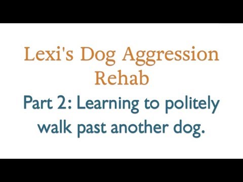 Lexi's Dog Aggression Rehab: Part 2