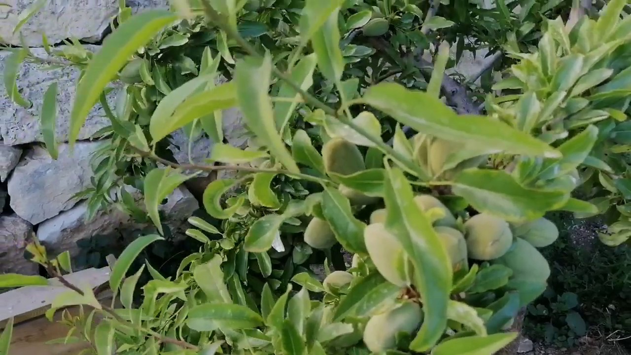 Bodur (rootpac 20)anaca 3.yaş badem besleme performansı, Wormy Liquid beslemeye etkisi