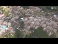 奈良・吉野山の桜見頃