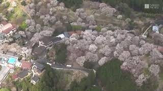 奈良・吉野山の桜見頃