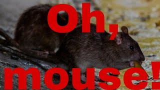 Why Are These Mice Running Away From Me??