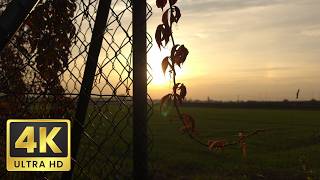 ​Peaceful Village Evening Ambience: Relaxing Dusk to Night Nature Sounds for Sleep, 4K