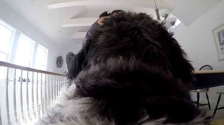 Oreo Meets the GoPro Round 1 and 2