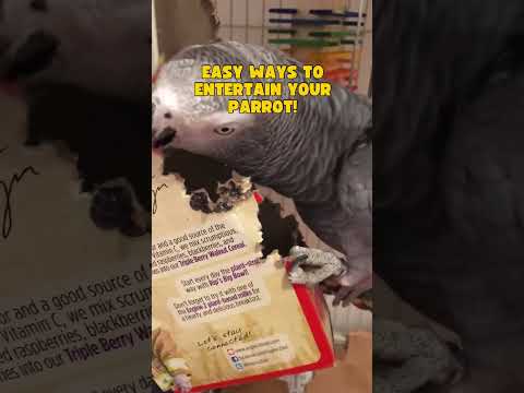 Easy to Make Toys for African Grey Parrots! #africangrey #parrottoys