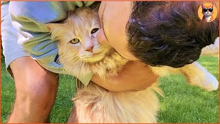 This Stray Cat Named Henry Did Everything He Could To Get Adopted And It Worked