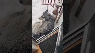 Cute funny Dog Videos #shorts #short #short1 #funny #fun #whatsapp #Dogs #Cats #cute puppies #status