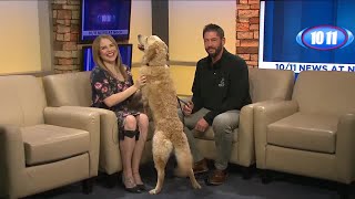 Capital Humane Society introduces us to Cane