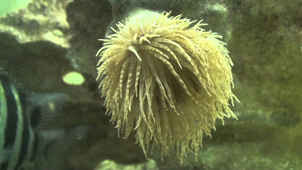 BLOOMING ANEMONE YouTube