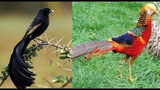 Strangest And Rarest Birds In The World 🐦