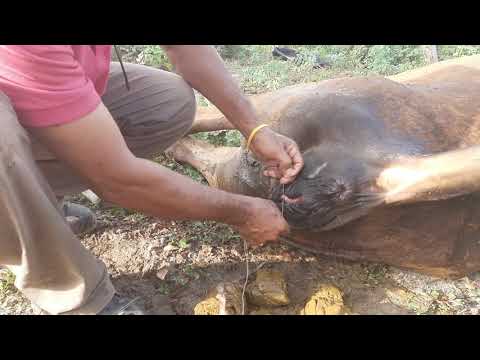 Video: Cómo Coser Una Vaca