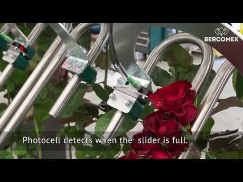 Renewed Bercomex RoseMatic rose processing system