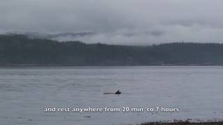 How do orcas sleep | Orca Camp Vancouver Island