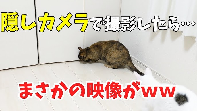 ニトリの食パンクッションが気に入りすぎてほぼ1日眠る猫 Youtube ニトリの食パンクッションが気に入りすぎてほぼ1日眠る猫 Youtube