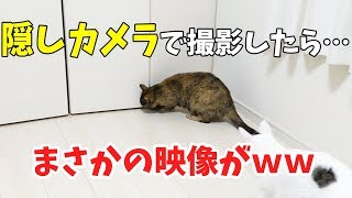 猫が自分でクローゼットを開けるようになりました…