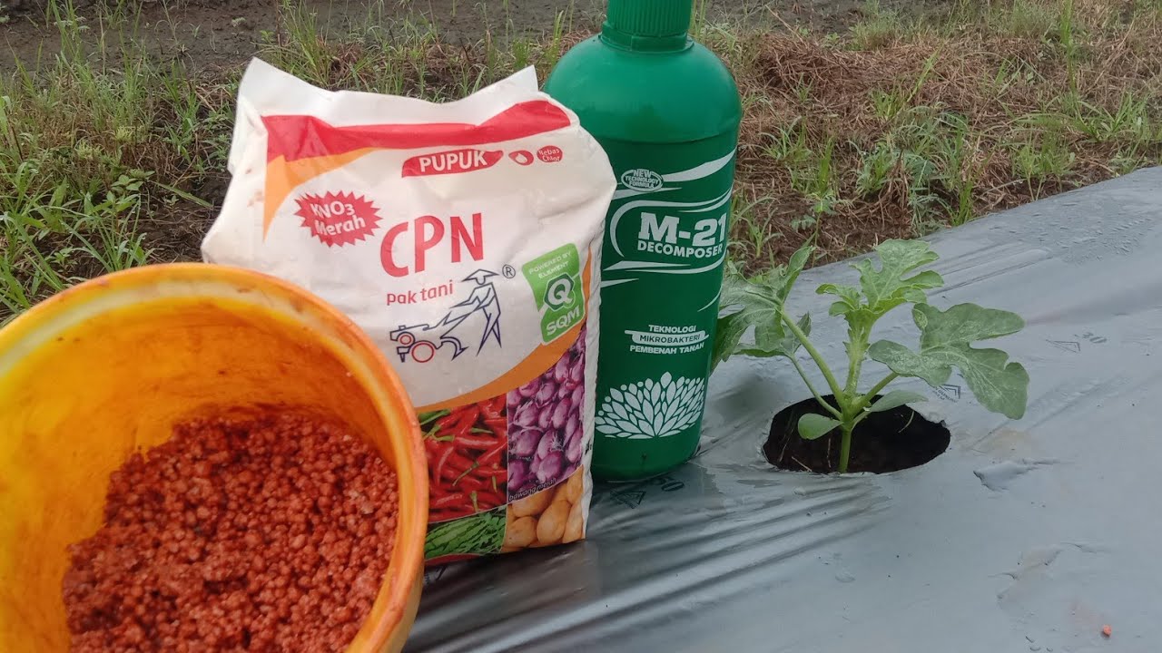 Inilah Pupuk Pertama Tanaman Semangka Dewangga f1