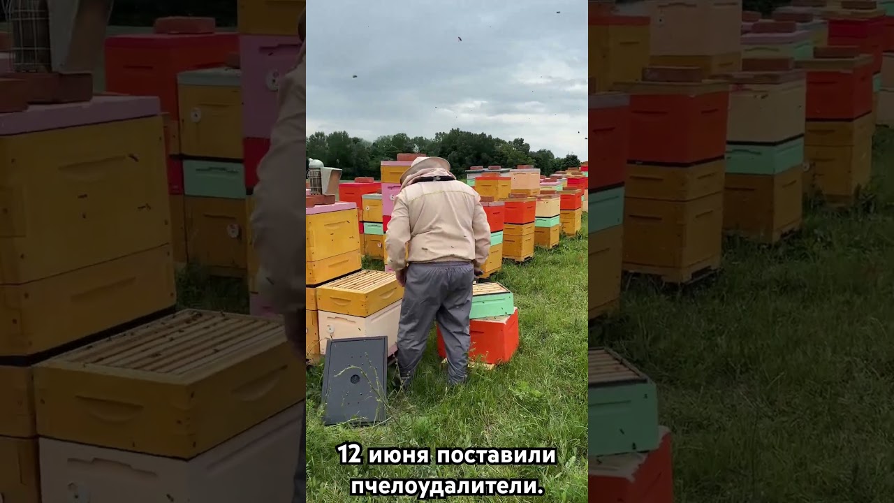 #пасекаермаковых